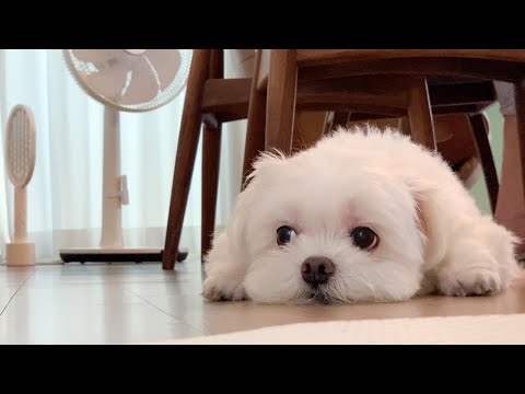 재롱이의 아침 루틴