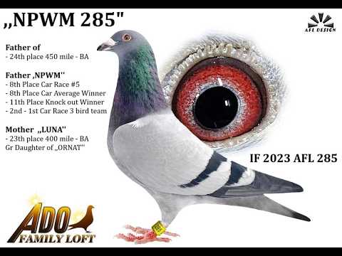 Top 5 Racing Pigeon Fanciers in the USA | The Masters of One Loft Racing