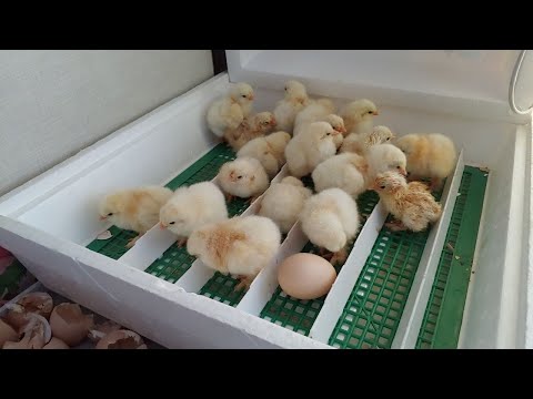 Моя  НАЙПРОСТІША  ІНКУБАЦІЯ .