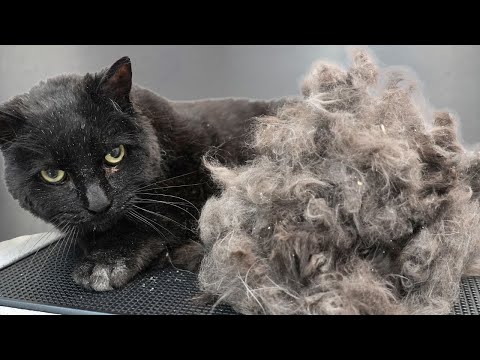 First Bath In FIFTEEN Years! | Major Transformation On Senior Black Cat 😮