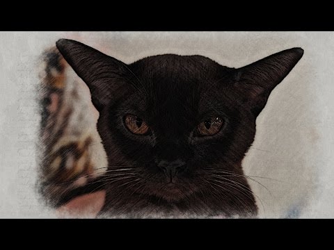 Европейские бурмы – элитная порода кошек. Мнение заводчиков и экспертов