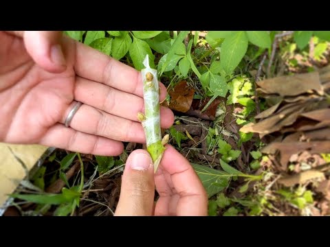 【Avocado】Do THIS to Your Scion and Your Graft Will Succeed!