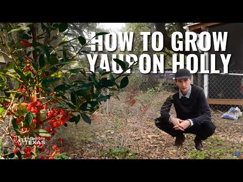 The COMPLETE Guide to Growing the Texas Native Yaupon Holly | Texas Native Plants 🌱