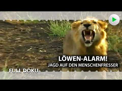 LÖWEN-ALARM! JAGD AUF DEN MENSCHENFRESSER 🌍 HD Dokumentarfilm Naturdoku deutsch 2024
