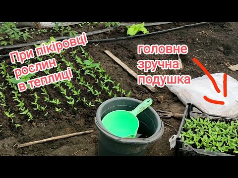 Пікірую розсаду перцю. Спробуйте так, як я, і ви полюбите цю роботу 😉