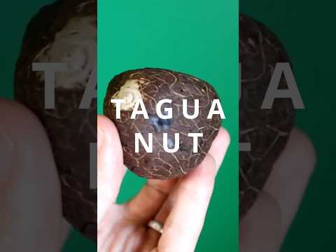 This is the plant based material that was used before plastic - TAGUA NUT