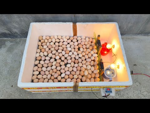 How to Make a Simple Egg Incubator at home 🏠