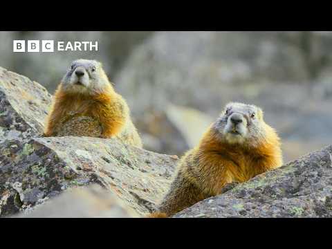 The Incredible Wildlife of Hidden Forests | BBC Earth