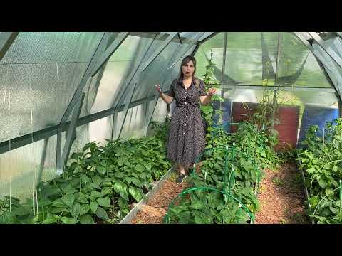 СРОЧНО ИСПРАВЬТЕ ЭТУ ОШИБКУ ПРИ ВЫРАЩИВАНИИ ПЕРЦА