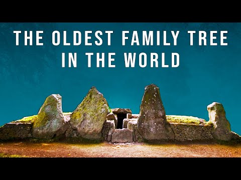 This is the Oldest Family Tree in the World (From the Tombs of Neolithic Britain)