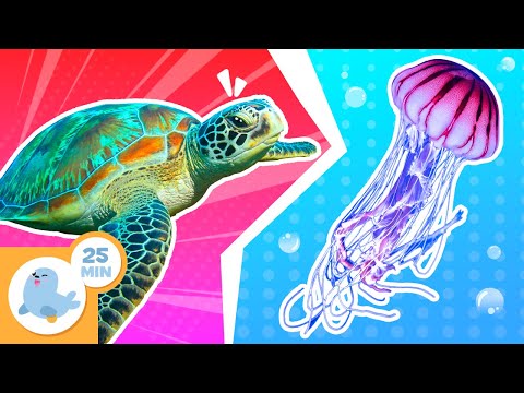 WATER ANIMALS 🐢🌊 Animals for Children 🐸 Compilation +20 min