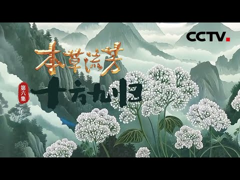 既是调味香料更是治病良药，中药界的“辅助之王”当归有多独特？《本草流芳》 第6集 十方九归 | CCTV「本草流芳」