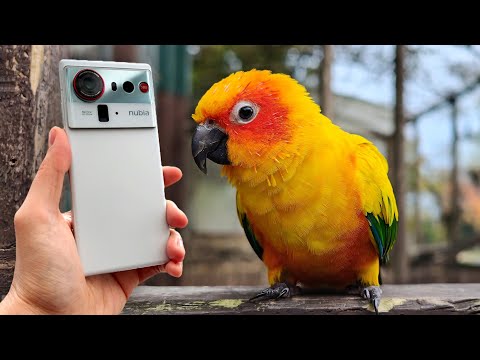 Nubia Z80 Ultra real-world camera test: Big sensors, small price