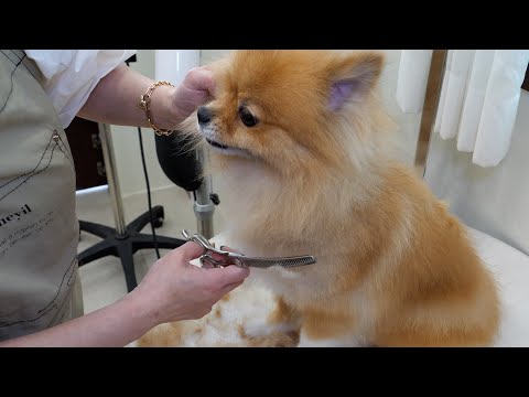 Woman Grooms a Puppy with Only Scissors | Start to Finish