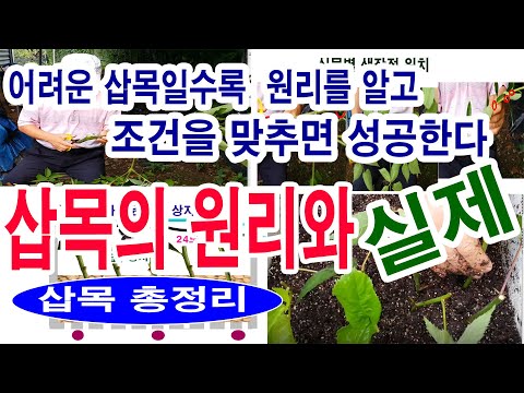 삽목 원리와 실제- 삽목 방법,  삽목하기에서 삽목 부패균 점검- 삽목 조건,  삽수 선택, 삽수 자르기, 삽수 소독, 삽목 용토, 꺾꽂이, 삽목 관리, 삽목 성공율, 삽목 요령