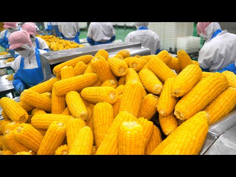 The Making of a Whole Corn Fry That Turned Imagination Into Reality. The World’s First Corn Fry