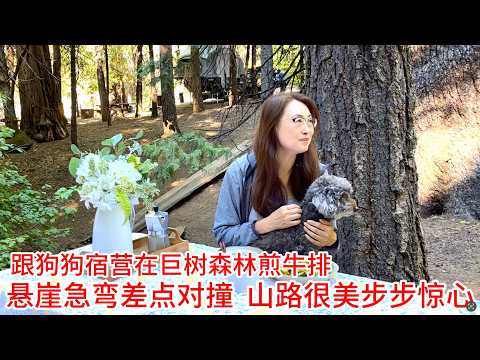 RVlog｜  Camping with Dogs in the Big Trees | Beautiful & Danger Mountain Road That‘s not for RV