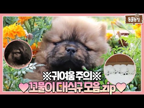 Legendary Troublemaker with cuteness 💖 Collection of big family members.zip💖 TV Animal Farm