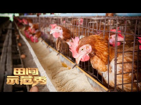 蛋鸡增产有门道！最佳光照时间和强度现场公开，看看专家都有什么养鸡高招！丨「田间示范秀」20230222