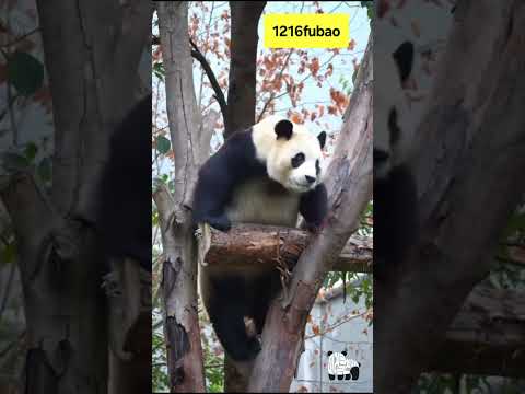 #푸바오#임오왔는데#삼춘이 영상보내주네#너무너무×20춥네#임오가날씨요정.추운게푸야한테 좋은거지?