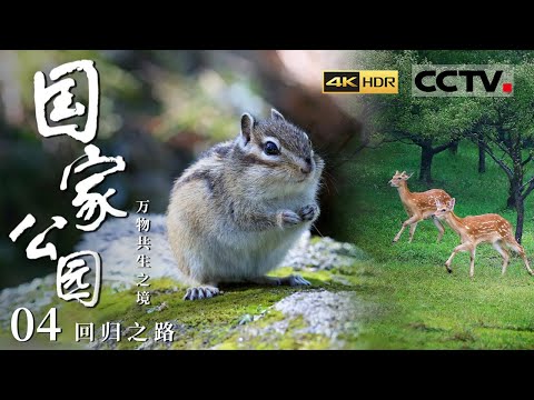 《国家公园·万物共生之境》4K 东北大猫们出镜啦！来围观东北虎豹乐园里的狂野精灵！EP04【CCTV纪录】