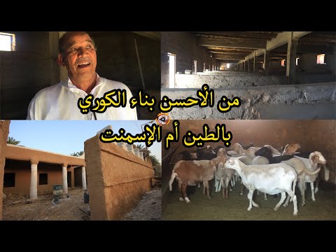 من الأحسن بناء كوري للبهائم بالطين ام بالإسمنت عمي لحسن شجيري 30 سنة من التجربة في تربية الدمان يجيب