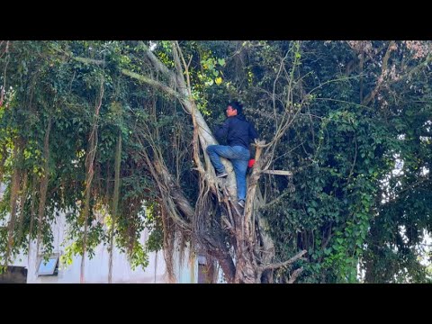 The Mysterious Overgrown Banyan Tree - Cutting Down the Horrifying Haunted Tree