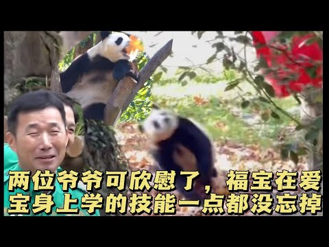 2025.11.24福宝不得了了，随手关门、瞬间闪躲，嘴接树叶，两位爷爷看到可欣慰了，不枉爱宝小时候的拳头教育🤭#panda #大熊猫 #福宝 #福宝和爷爷 #fubao