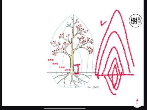 【樹呆子小學堂】什麼是樹木的能量經濟學？