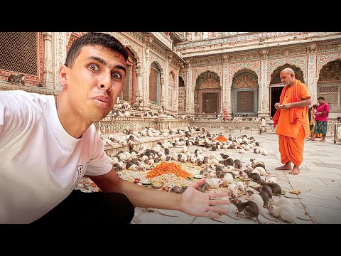 زرت معبد عبدة الفئران في الهند و أكتشفت الحقيقة الو*خة 🤮🇮🇳