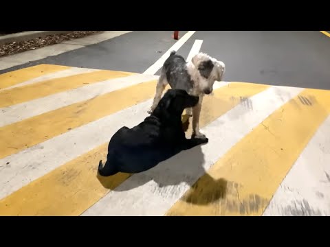 Ah... what should I do...