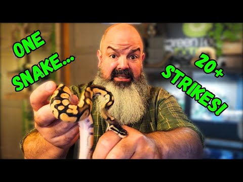 I Only Have ONE WEEK to Tame This Snake!