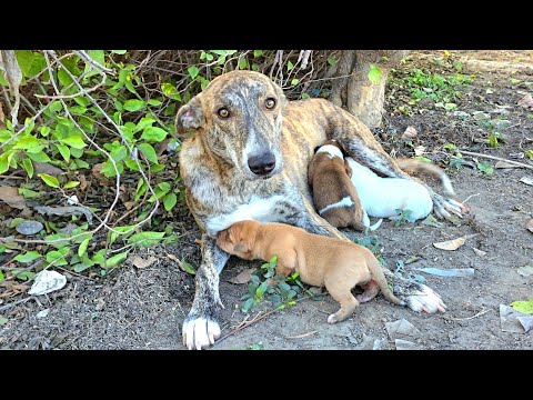 For seven days she sat where she was left... and every passing car felt like it could be him.😭
