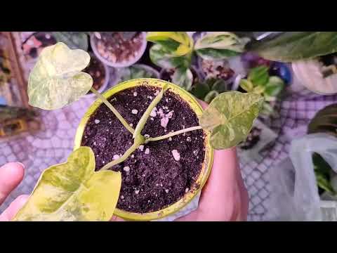 Новенькие в коллекции 🌿 #alocasia #caladium #scindapsus #urbanjungle #plants #garden #flowers 