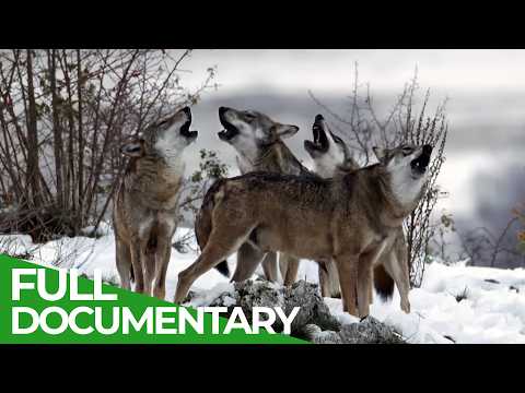 Hunters of the Alps: Return of the Wolf Packs | Wild Italy | Episode 1 | Free Documentary Nature
