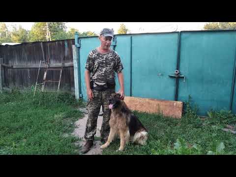 Оставаться дома. Как приучить собаку не выбегать за калитку?