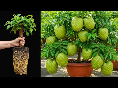 The Crazy way to grow soursop that produces lots of fruit ,How to Grow Soursop at Super Fast