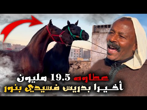 سـوق سيدي بنور حماسي اليوم ‼️ بدريس ذخل 2 خيول عطاوه 19,5 مليون.. وشريت حصان دهم بوريقات وتمن مناسب 
