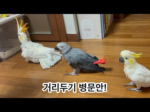[루몽다로] 다정이가 다쳐서 병원에 다녀왔어요! #문병온앵무새들