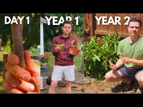 Comfrey Masterclass: How to Grow and Use Comfrey for Explosive Garden Growth