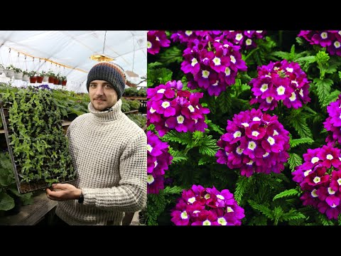 ВЕРБЕНА. Что-бы семена хорошо взошли и рассада не болела!