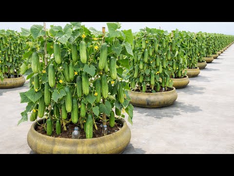 This Tire Garden Method Grows Cucumbers With Incredible Yields