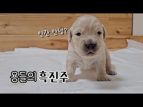드레곤즈가 눈을 떴다 ㅣ 골든 리트리버 어미의 모성애