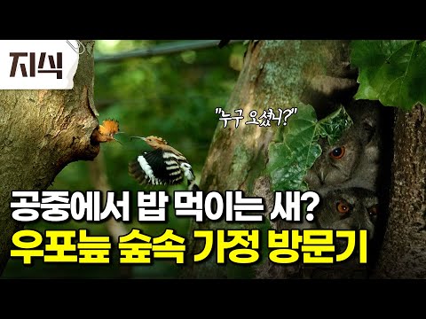 [결국 폭발함] 윗집 까마귀 층간소음 참교육하는 밤의 제왕 수리부엉이 🦉 야생의 육아 전쟁 후반전! #자연 #EBS지식