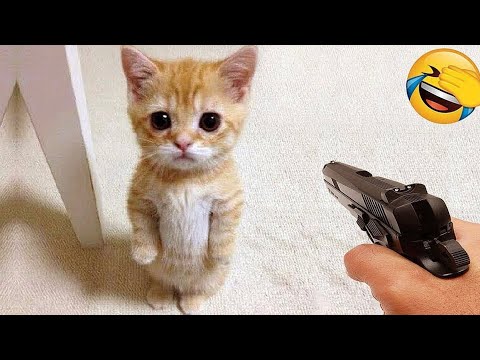 有趣的猫狗视频，本以为是猫狗大战，不料竟是降维打击，狗子被揍得怀疑狗生！