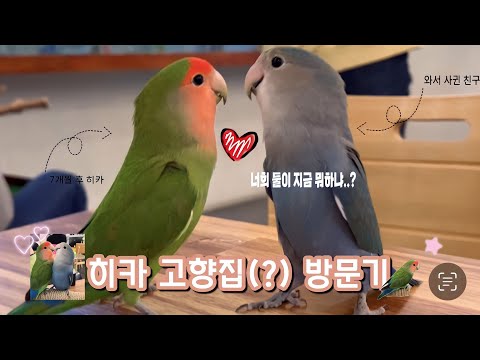 ㅇ[히카 다이어리#2 고향(?) 방문기] 히카 친구 만들기🦜 얘들 너무 귀여워…🥰🥺❤️