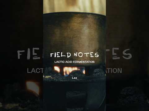 Lactic Acid Fermentation - Field Notes 02 #fermentation #food #cooking