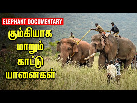 கும்கியாக மாறும் காட்டு யானைகள் - மிரள வைக்கும் யானை பயிற்சி மையம் | Elephant documentary