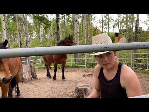 Smart Horse plays Hide and Seek