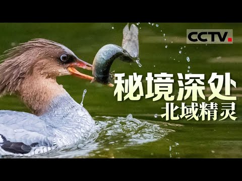 《秘境深处》北域精灵：长白山脉的生态奇迹 走进一个原始生命力勃发的野性世界【CCTV纪录】